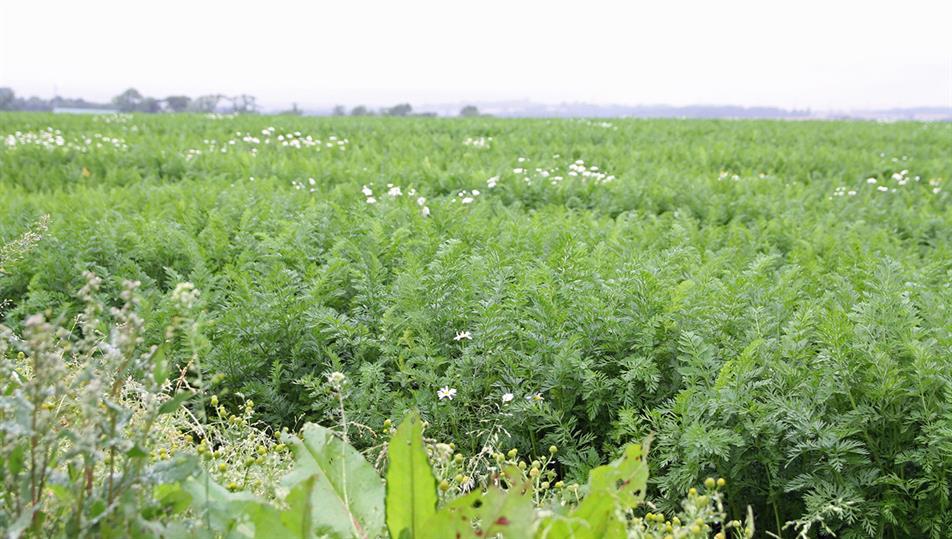 Carrot crops
